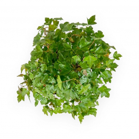 Acer Buergerianum - Érable - 29 cm