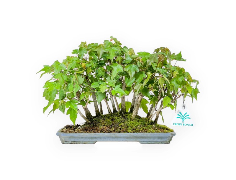Acer Buergerianum - Maple - 22 cm