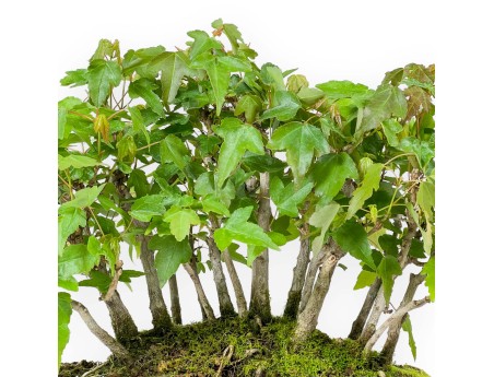 Acer Buergerianum - Acero - 22 cm