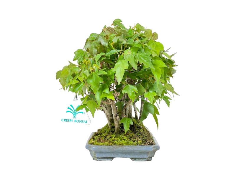Acer Buergerianum - Acero - 22 cm
