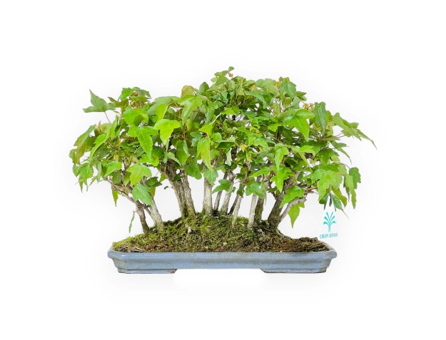 Acer Buergerianum - Érable - 22 cm