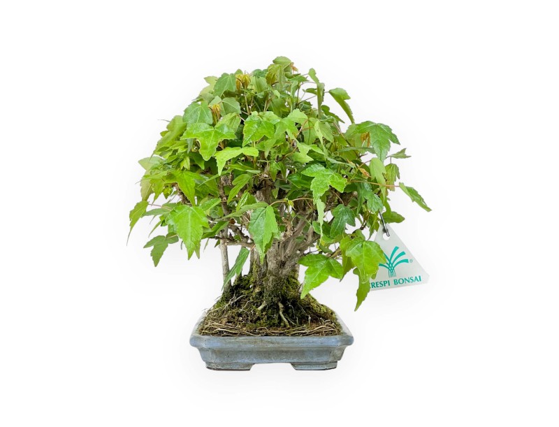 Acer Buergerianum - Maple - 22 cm