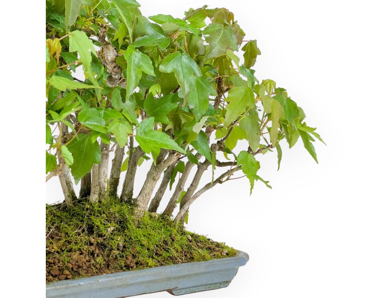 Acer Buergerianum - Érable - 22 cm