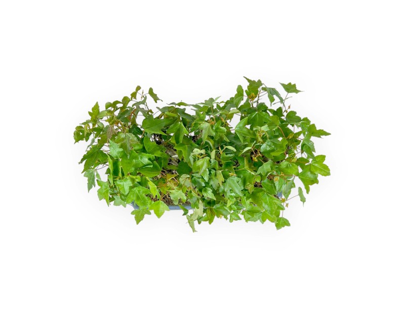 Acer Buergerianum - Arce -22 cm
