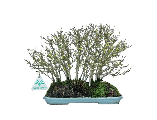 Acer Buergerianum - Érable - 22 cm 2