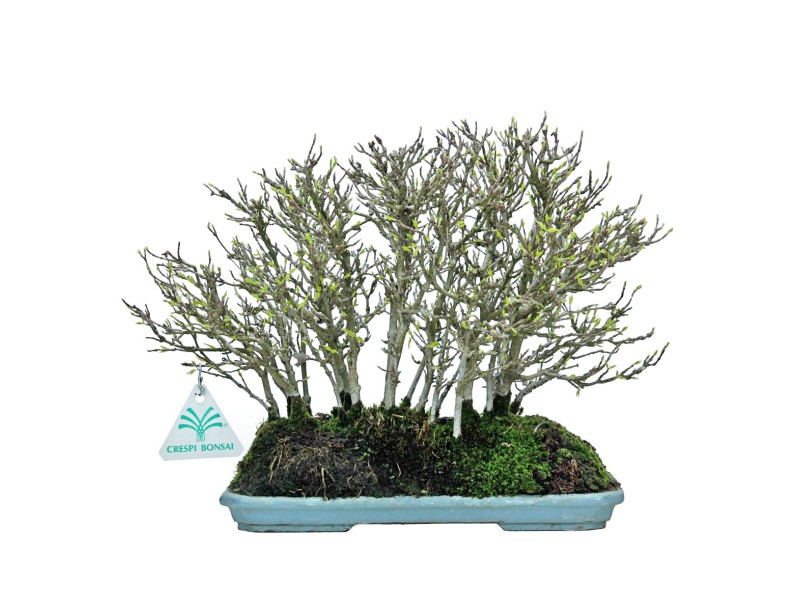 Acer Buergerianum - Ahorn - 22 cm