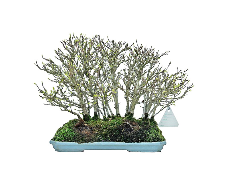 Acer Buergerianum - Ahorn - 22 cm