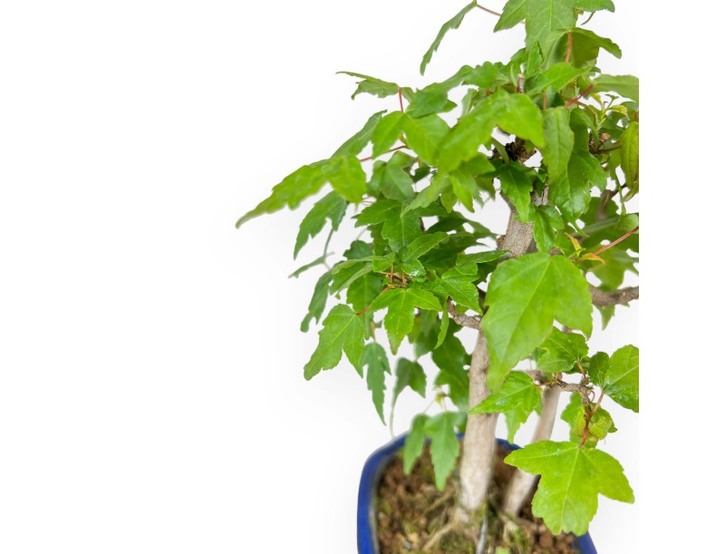 Acer Buergerianum - 25 cm