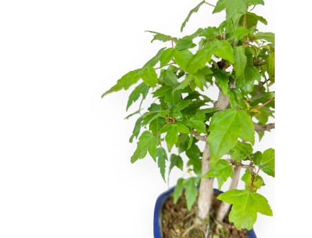 Acer Buergerianum - 25 cm