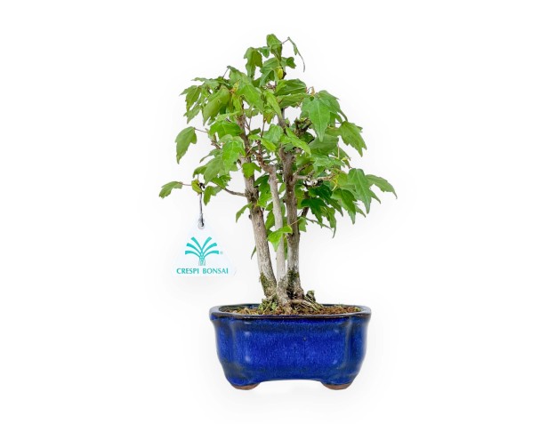 Acer Buergerianum - 25 cm