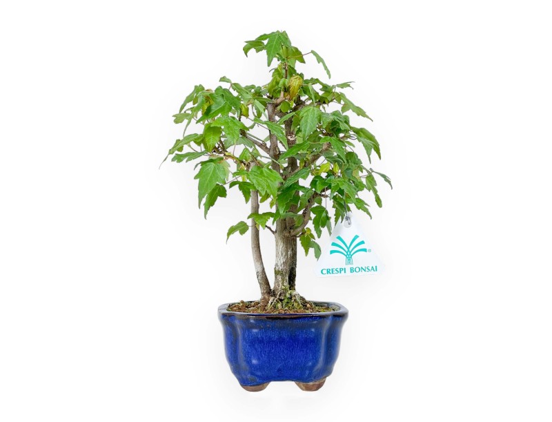 Acer Buergerianum - 25 cm