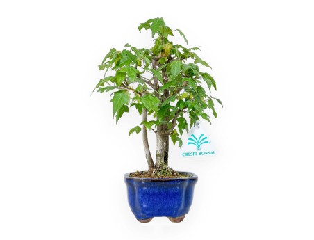 Acer Buergerianum - 25 cm