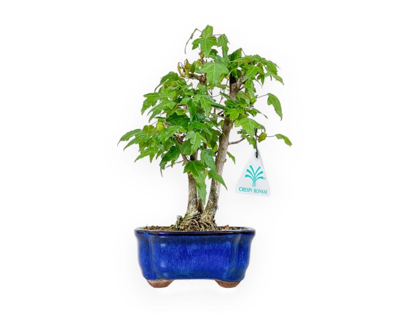 Acer Buergerianum - 25 cm