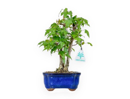 Acer Buergerianum - 25 cm