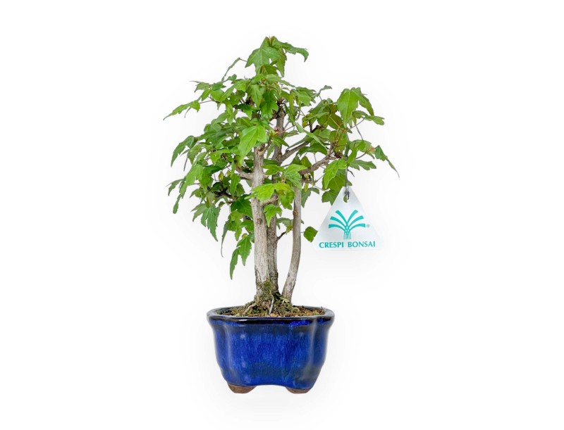 Acer Buergerianum - 25 cm
