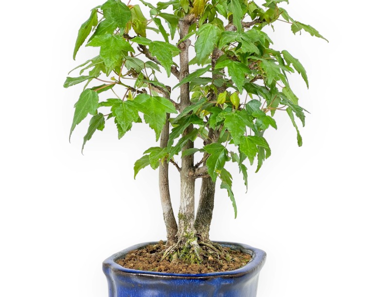 Acer Buergerianum - Acero - 25 cm