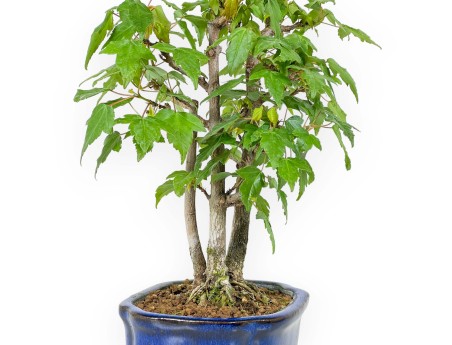 Acer Buergerianum - 25 cm