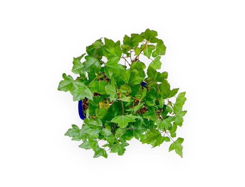 Acer Buergerianum - Érable - 25 cm