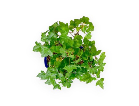 Acer Buergerianum - Érable - 25 cm