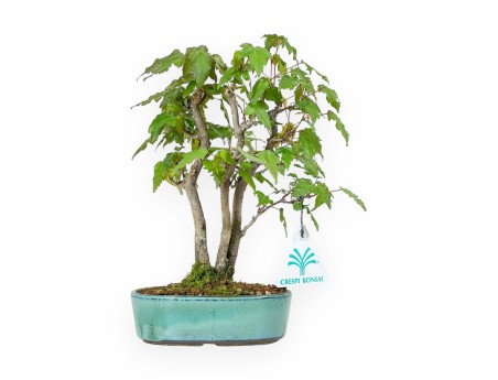 Acer Buergerianum - 21 cm