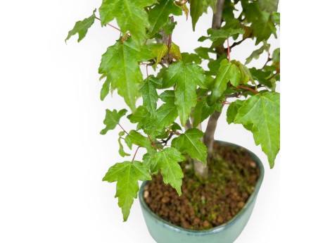 Acer Buergerianum - 21 cm