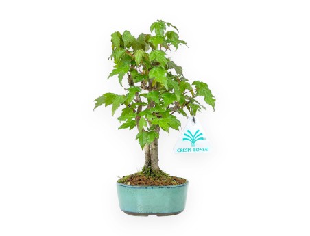 Acer Buergerianum - 21 cm