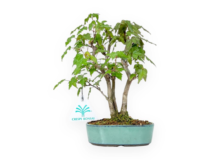 Acer Buergerianum - 21 cm