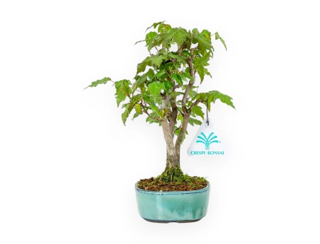 Acer Buergerianum - Maple - 21 cm
