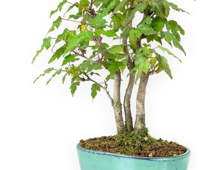 Acer Buergerianum - 21 cm