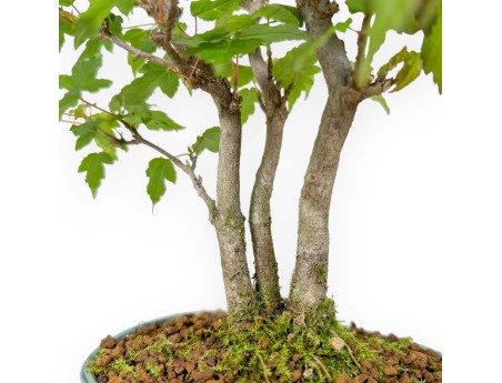 Acer Buergerianum - Érable - 21 cm