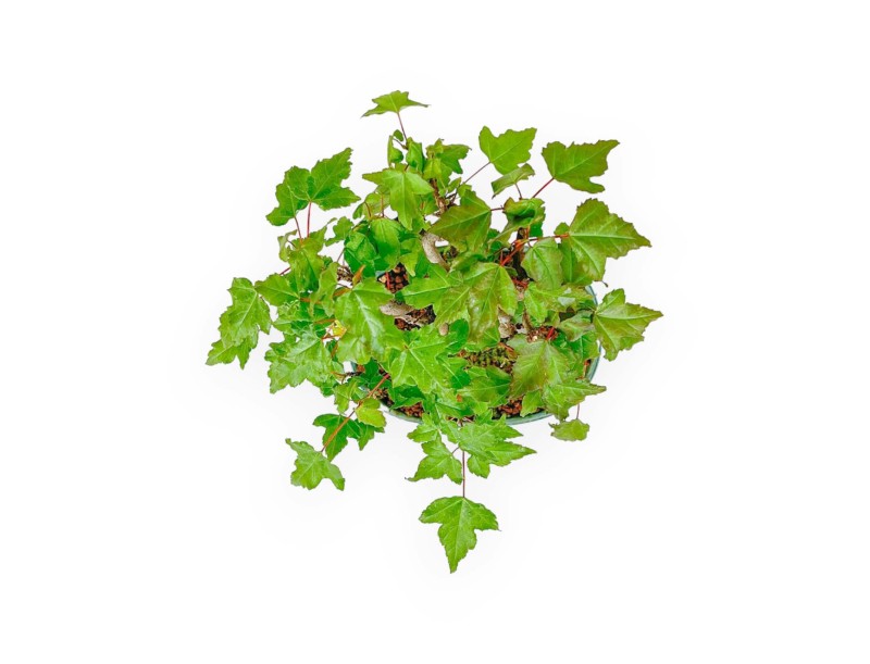 Acer Buergerianum - Érable - 21 cm