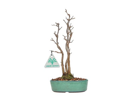Acer Buergerianum - Érable - 21 cm