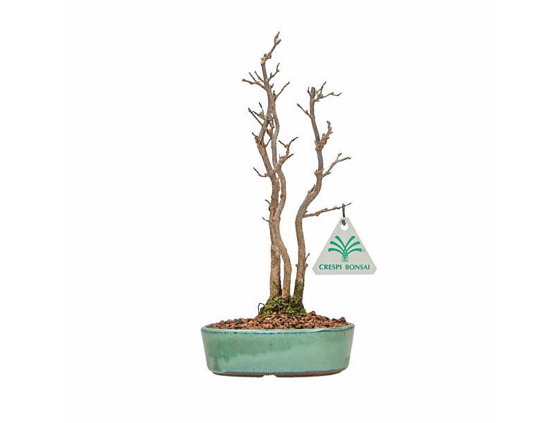 Acer Buergerianum - Acero - 21 cm