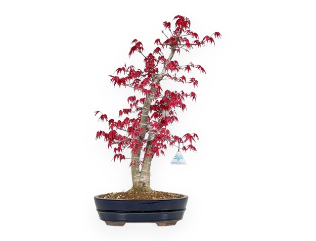 Acer Palmatum Deshojo - 58 cm