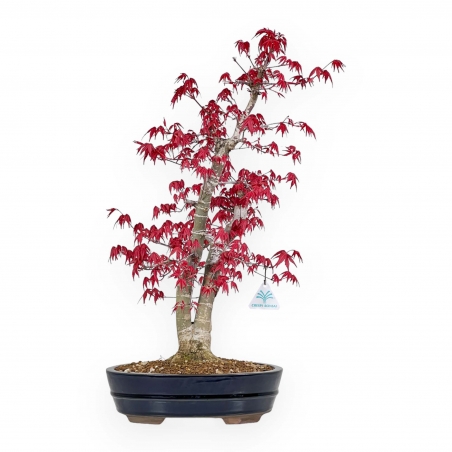 Acer Palmatum Deshojo - Maple - 58 cm