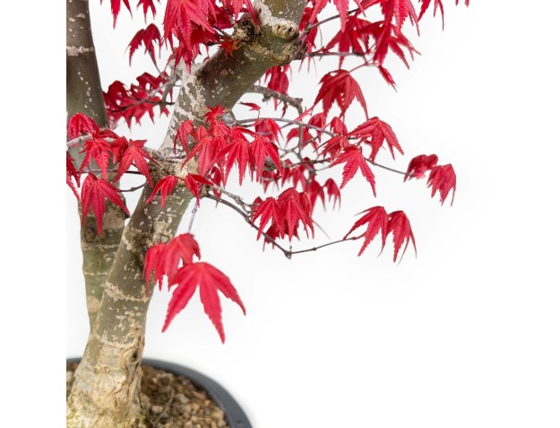 Acer Palmatum Deshojo - 58 cm 2