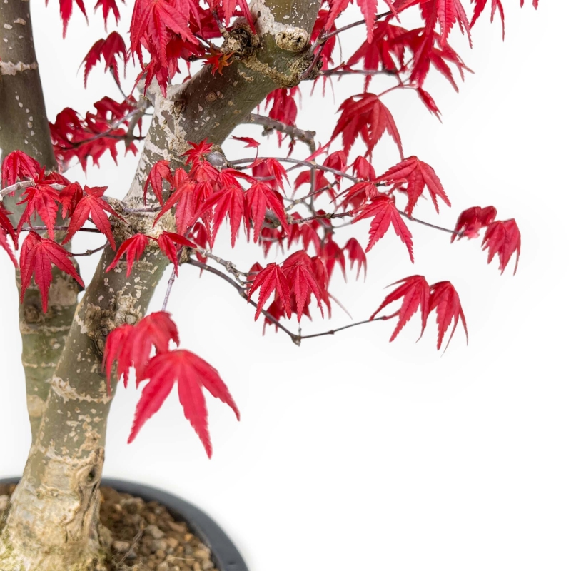 Acer Palmatum Deshojo - 58 cm