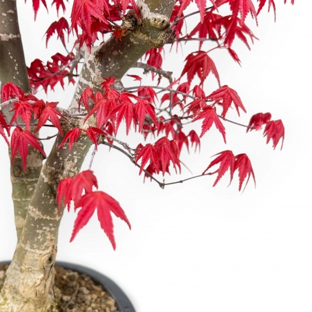 Acer Palmatum Deshojo - 58 cm