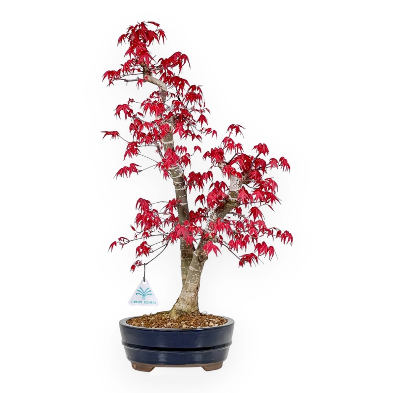 Acer Palmatum Deshojo - Acero - 58 cm