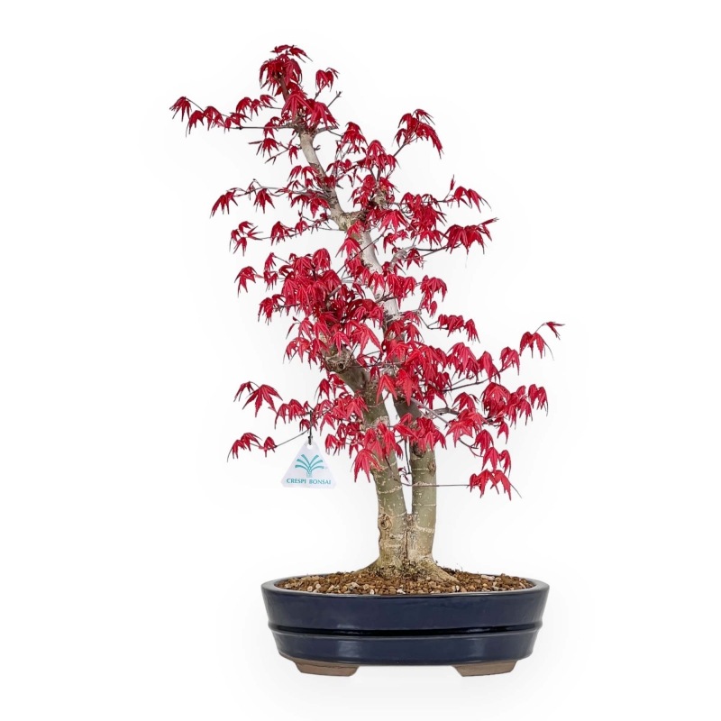 Acer Palmatum Deshojo - 58 cm
