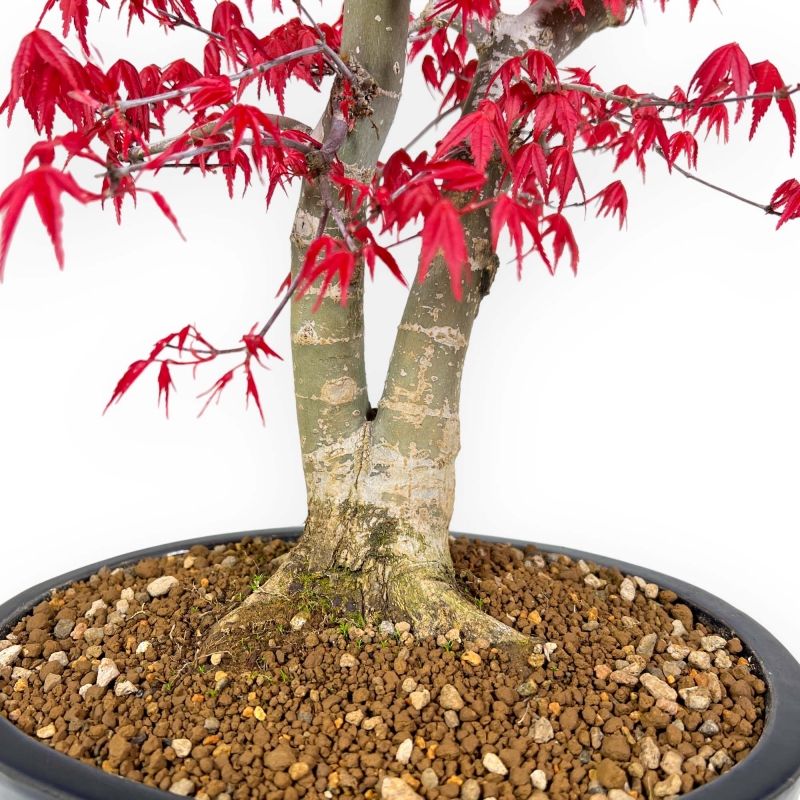 Acer Palmatum Deshojo - Érable - 58 cm