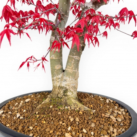 Acer Palmatum Deshojo - Maple - 58 cm