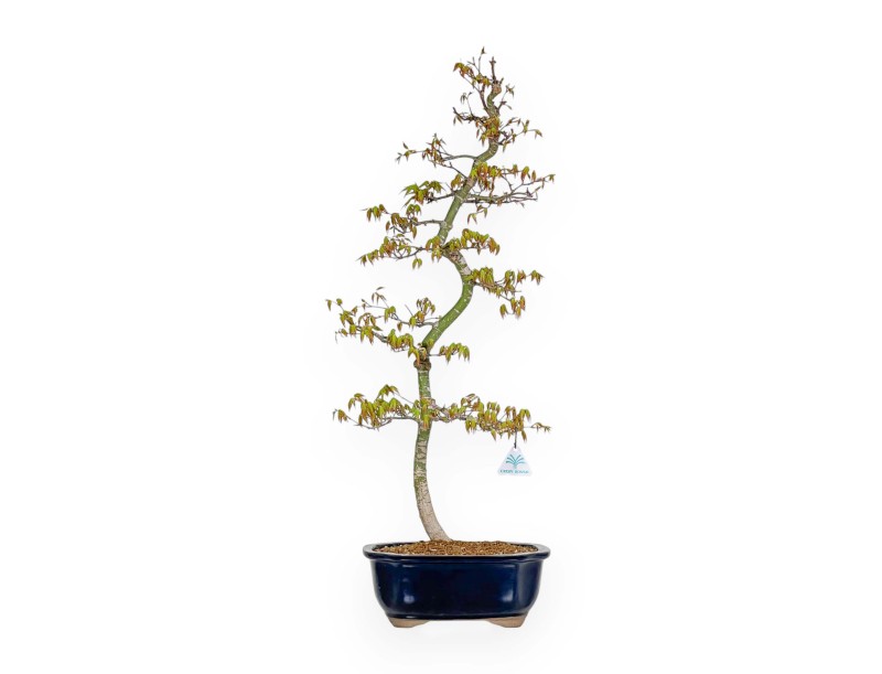 Acer Palmatum - Acero - 74 cm