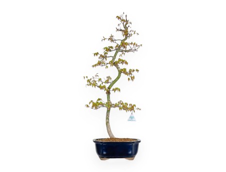 Acer Palmatum - Acero - 74 cm