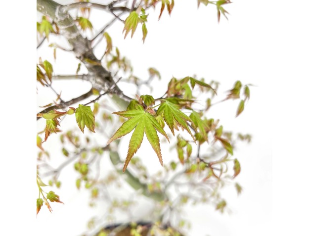 Acer Palmatum - Arce - 74 cm 2