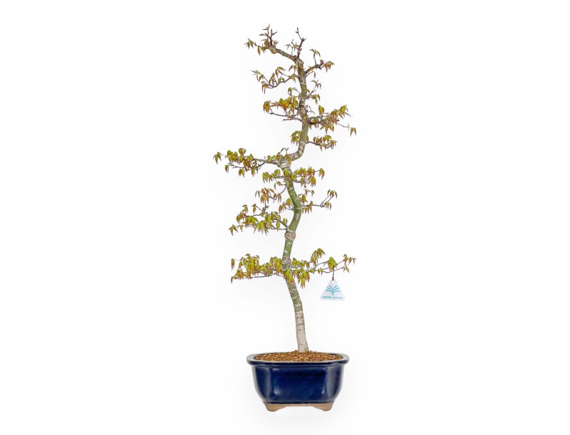 Acer Palmatum - Maple - 74 cm