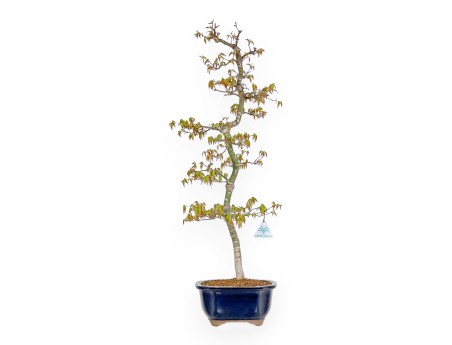Acer Palmatum - Érable - 74 cm