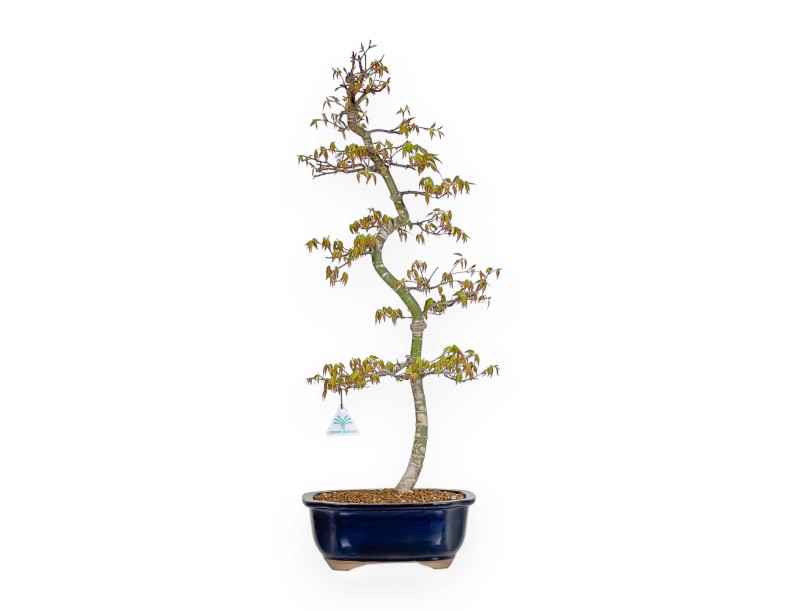 Acer Palmatum - Arce - 74 cm