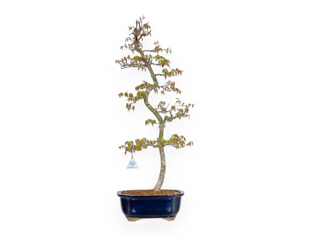 Acer Palmatum - Acero - 74 cm