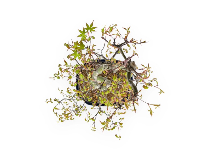 Acer Palmatum - Érable - 74 cm